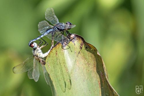 Urothemis edwardsii
